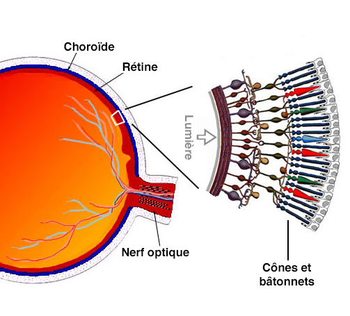 oeil